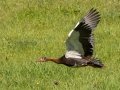 Spur-winged Goose - Cedara Agricultural College -29.54664, 30.25764, Kwazulu-Natal, ZA, Dec 12, 2024