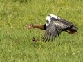 Spur-winged Goose - Cedara Agricultural College -29.54664, 30.25764, Kwazulu-Natal, ZA, Dec 12, 2024 Spur-winged Goose - Cedara Agricultural College -29.54664, 30.25764, Kwazulu-Natal, ZA, Dec 12, 2024