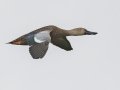 Cape Shoveler - Strandfontein WTP, Western Cape, ZA on Mon Nov 25, 2024 Cape Shoveler - Strandfontein WTP, Western Cape, ZA on Mon Nov 25, 2024