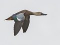 Cape Shoveler - Strandfontein WTP, Western Cape, ZA on Mon Nov 25, 2024 Cape Shoveler - Strandfontein WTP, Western Cape, ZA on Mon Nov 25, 2024