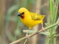 Southern Brown-throated Weaver - St. Lucia Bridge, iSimangaliso Wetland Park, Mtubatuba ZA-KZN -28.36998, 32.40987, KwaZulu-Natal , South Africa, Dec 9, 2024 Southern Brown-throated Weaver - St. Lucia Bridge, iSimangaliso Wetland Park, Mtubatuba ZA-KZN -28.36998, 32.40987, KwaZulu-Natal , South Africa, Dec 9, 2024
