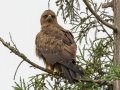 Wahlbergs Eagle- Midmar Nature Reserve, Howick ZA-KwaZulu-Natal -29.48860, 30.19191, Kwazulu-Natal, South Africa, Dec 14, 2024 Wahlbergs Eagle- Midmar Nature Reserve, Howick ZA-KwaZulu-Natal -29.48860, 30.19191, Kwazulu-Natal, South Africa, Dec 14, 2024
