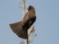 Cape Bulbul - Intaka Island, Western Cape, South Africa, Nov 23, 2024 Cape Bulbul - Intaka Island, Western Cape, South Africa, Nov 23, 2024