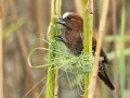 Grosbeak Weaver - St. Lucia Bridge, iSimangaliso Wetland Park, Mtubatuba ZA-KZN -28.36998, 32.40987, KwaZulu-Natal , South Africa, Dec 9, 2024