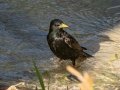 European Starling - Hout Bay Harbour, Western Cape, ZA, Nov 24, 2024 European Starling - Hout Bay Harbour, Western Cape, ZA, Nov 24, 2024