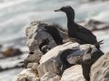Bank Cormorant - Stony Point--Penguin Colony, Western Cape, ZA on Tue Nov 26, 2024 Bank Cormorant - Stony Point--Penguin Colony, Western Cape, ZA on Tue Nov 26, 2024