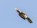 Southern Yellow-billed Hornbill - Pongola Nature Reserve, Pongola ZA-KwaZulu-Natal -27.32294, 31.89587, KwaZulu-Natal, South Africa, Dec 7, 2024 Southern Yellow-billed Hornbill - Pongola Nature Reserve, Pongola ZA-KwaZulu-Natal -27.32294, 31.89587, KwaZulu-Natal, South Africa, Dec 7, 2024