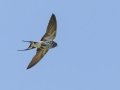 Lesser Striped Swallow - Mpempe Pan, Kwazulu-Natal, South Africa, Dec 8, 2024 Lesser Striped Swallow - Mpempe Pan, Kwazulu-Natal, South Africa, Dec 8, 2024