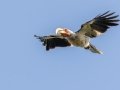 Southern Yellow-billed Hornbill - Pongola Nature Reserve, Pongola ZA-KwaZulu-Natal -27.32294, 31.89587, KwaZulu-Natal, South Africa, Dec 7, 2024 Southern Yellow-billed Hornbill - Pongola Nature Reserve, Pongola ZA-KwaZulu-Natal -27.32294, 31.89587, KwaZulu-Natal, South Africa, Dec 7, 2024