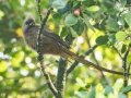Speckled Mousebird - Swellendam Rural, Barrydale - Swellendam ZA-Western Cape -34.31011, 20.54173, Western Cape, ZA on Thu Nov 28, 2024 Speckled Mousebird - Swellendam Rural, Barrydale - Swellendam ZA-Western Cape -34.31011, 20.54173, Western Cape, ZA on Thu Nov 28, 2024
