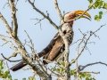 Southern Yellow-billed Hornbill - Pongola Nature Reserve, Pongola ZA-KwaZulu-Natal -27.32294, 31.89587, KwaZulu-Natal, South Africa, Dec 7, 2024 Southern Yellow-billed Hornbill - Pongola Nature Reserve, Pongola ZA-KwaZulu-Natal -27.32294, 31.89587, KwaZulu-Natal, South Africa, Dec 7, 2024