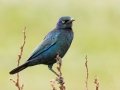 Cape Starling - R543, Volksrust ZA-Mpumalanga (-27.3808,29.6268), , Mpumalanga , South Africa, Dec 5, 2024 Cape Starling - R543, Volksrust ZA-Mpumalanga (-27.3808,29.6268), , Mpumalanga , South Africa, Dec 5, 2024