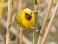 Southern Brown-throated Weaver - St. Lucia Bridge, iSimangaliso Wetland Park, Mtubatuba ZA-KZN -28.36998, 32.40987, KwaZulu-Natal , South Africa, Dec 9, 2024 Southern Brown-throated Weaver - St. Lucia Bridge, iSimangaliso Wetland Park, Mtubatuba ZA-KZN -28.36998, 32.40987, KwaZulu-Natal , South Africa, Dec 9, 2024