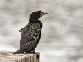 Reed Cormorant - Strandfontein WTP, Western Cape, ZA on Mon Nov 25, 2024 Reed Cormorant - Strandfontein WTP, Western Cape, ZA on Mon Nov 25, 2024