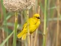 African Golden-Weaver - St. Lucia Bridge, iSimangaliso Wetland Park, Mtubatuba ZA-KZN -28.36998, 32.40987, KwaZulu-Natal , South Africa, Dec 9, 2024 African Golden-Weaver - St. Lucia Bridge, iSimangaliso Wetland Park, Mtubatuba ZA-KZN -28.36998, 32.40987, KwaZulu-Natal , South Africa, Dec 9, 2024