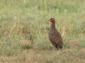 Swainsons Spurfowl - R543, Vrede ZA-Free State -27.42663, 29.25494, Free State, South Africa, Dec 5, 2024 Swainsons Spurfowl - R543, Vrede ZA-Free State -27.42663, 29.25494, Free State, South Africa, Dec 5, 2024
