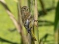 Cape Canary- Intaka Island, Western Cape, South Africa, Nov 23, 2024 Cape Canary- Intaka Island, Western Cape, South Africa, Nov 23, 2024