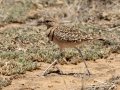 Double-banded Courser -  Marrick Safari, Northern Cape, South Africa, Dec 4, 2024
