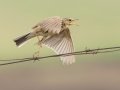 African Pipit - R543, Vrede ZA-Free State -27.42663, 29.25494, Free State, South Africa, Dec 5, 2024 African Pipit - R543, Vrede ZA-Free State -27.42663, 29.25494, Free State, South Africa, Dec 5, 2024