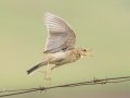 African Pipit - R543, Vrede ZA-Free State -27.42663, 29.25494, Free State, South Africa, Dec 5, 2024 African Pipit - R543, Vrede ZA-Free State -27.42663, 29.25494, Free State, South Africa, Dec 5, 2024