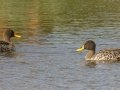 Yellow-billed Ducks - R543, Volksrust ZA-Mpumalanga (-27.3808,29.6268), , Mpumalanga , South Africa, Dec 5, 2024 Yellow-billed Ducks - R543, Volksrust ZA-Mpumalanga (-27.3808,29.6268), , Mpumalanga , South Africa, Dec 5, 2024