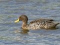 Yellow-billed Ducks - R543, Volksrust ZA-Mpumalanga (-27.3808,29.6268), , Mpumalanga , South Africa, Dec 5, 2024 Yellow-billed Ducks - R543, Volksrust ZA-Mpumalanga (-27.3808,29.6268), , Mpumalanga , South Africa, Dec 5, 2024