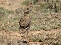 Double-banded Courser - Marrick Safari, Northern Cape, South Africa, Dec 4, 2024 Double-banded Courser - Marrick Safari, Northern Cape, South Africa, Dec 4, 2024
