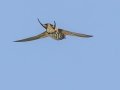 Lesser Striped Swallow - Mpempe Pan, Kwazulu-Natal, South Africa, Dec 8, 2024 Lesser Striped Swallow - Mpempe Pan, Kwazulu-Natal, South Africa, Dec 8, 2024