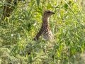 Crested Francolin - Pongola Nature Reserve, Pongola ZA-KwaZulu-Natal -27.32294, 31.89587, KwaZulu-Natal , South Africa, Dec 7, 2024 Crested Francolin - Pongola Nature Reserve, Pongola ZA-KwaZulu-Natal -27.32294, 31.89587, KwaZulu-Natal , South Africa, Dec 7, 2024