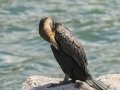 Great Cormorant (White-breasted) - Stony Point--Penguin Colony, Western Cape, ZA on Tue Nov 26, 2024 Great Cormorant (White-breasted) - Stony Point--Penguin Colony, Western Cape, ZA on Tue Nov 26, 2024