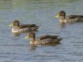 Yellow-billed Ducks - R543, Volksrust ZA-Mpumalanga (-27.3808,29.6268), , Mpumalanga , South Africa, Dec 5, 2024 Yellow-billed Ducks - R543, Volksrust ZA-Mpumalanga (-27.3808,29.6268), , Mpumalanga , South Africa, Dec 5, 2024