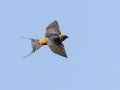 Lesser Striped Swallow - Mpempe Pan, Kwazulu-Natal, South Africa, Dec 8, 2024 Lesser Striped Swallow - Mpempe Pan, Kwazulu-Natal, South Africa, Dec 8, 2024