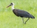 African Woolly-necked Stork - Pietermaritzburg--Darvill Resources Park, Kwazulu-Natal, South Africa, Dec 14, 2024 African Woolly-necked Stork - Pietermaritzburg--Darvill Resources Park, Kwazulu-Natal, South Africa, Dec 14, 2024