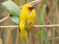 Southern Brown-throated Weaver - St. Lucia Bridge, iSimangaliso Wetland Park, Mtubatuba ZA-KZN -28.36998, 32.40987, KwaZulu-Natal , South Africa, Dec 9, 2024 Southern Brown-throated Weaver - St. Lucia Bridge, iSimangaliso Wetland Park, Mtubatuba ZA-KZN -28.36998, 32.40987, KwaZulu-Natal , South Africa, Dec 9, 2024