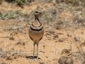 Double-banded Courser - Marrick Safari, Northern Cape, South Africa, Dec 4, 2024 Double-banded Courser - Marrick Safari, Northern Cape, South Africa, Dec 4, 2024