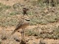 Double-banded Courser - Marrick Safari, Northern Cape, South Africa, Dec 4, 2024 Double-banded Courser - Marrick Safari, Northern Cape, South Africa, Dec 4, 2024