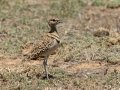 Double-banded Courser - Marrick Safari, Northern Cape, South Africa, Dec 4, 2024 Double-banded Courser - Marrick Safari, Northern Cape, South Africa, Dec 4, 2024