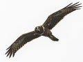 African Marsh Harrier - Pietermaritzburg--Darvill Resources Park, Kwazulu-Natal, South Africa, Dec 14, 2024 African Marsh Harrier - Pietermaritzburg--Darvill Resources Park, Kwazulu-Natal, South Africa, Dec 14, 2024