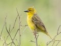 Village Weaver - Midmar Nature Reserve, Howick ZA-KwaZulu-Natal -29.48860, 30.19191, Kwazulu-Natal, South Africa, Dec 14, 2024 Village Weaver - Midmar Nature Reserve, Howick ZA-KwaZulu-Natal -29.48860, 30.19191, Kwazulu-Natal, South Africa, Dec 14, 2024