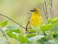 Village Weaver - Midmar Nature Reserve, Howick ZA-KwaZulu-Natal -29.48860, 30.19191, Kwazulu-Natal, South Africa, Dec 14, 2024 Village Weaver - Midmar Nature Reserve, Howick ZA-KwaZulu-Natal -29.48860, 30.19191, Kwazulu-Natal, South Africa, Dec 14, 2024