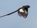 Magpie Shrike - Pongola Nature Reserve, Pongola ZA-KwaZulu-Natal -27.32294, 31.89587, KwaZulu-Natal, South Africa, Dec 7, 2024 Magpie Shrike - Pongola Nature Reserve, Pongola ZA-KwaZulu-Natal -27.32294, 31.89587, KwaZulu-Natal, South Africa, Dec 7, 2024
