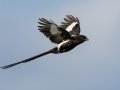 Magpie Shrike - Pongola Nature Reserve, Pongola ZA-KwaZulu-Natal -27.32294, 31.89587, KwaZulu-Natal, South Africa, Dec 7, 2024 Magpie Shrike - Pongola Nature Reserve, Pongola ZA-KwaZulu-Natal -27.32294, 31.89587, KwaZulu-Natal, South Africa, Dec 7, 2024