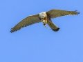 Rock Kestrel - Hout Bay Harbour, Western Cape, ZA, Nov 24, 2024 Rock Kestrel - Hout Bay Harbour, Western Cape, ZA, Nov 24, 2024