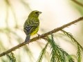 Forest Canary - Karkloof--Benvie Farm, Kwazulu-Natal, ZA, Dec 12, 2024 Forest Canary - Karkloof--Benvie Farm, Kwazulu-Natal, ZA, Dec 12, 2024