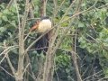 Burchells Coucal - Pietermaritzburg--Darvill Resources Park, Kwazulu-Natal, South Africa, Dec 14, 2024 Burchells Coucal - Pietermaritzburg--Darvill Resources Park, Kwazulu-Natal, South Africa, Dec 14, 2024