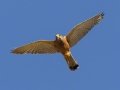 Rock Kestrel - Hout Bay Harbour, Western Cape, ZA, Nov 24, 2024 Rock Kestrel - Hout Bay Harbour, Western Cape, ZA, Nov 24, 2024