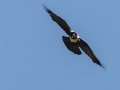 Pied Crow - Hout Bay Harbour, Western Cape, ZA, Nov 24, 2024 Pied Crow - Hout Bay Harbour, Western Cape, ZA, Nov 24, 2024