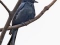 Fork-tailed Drongo - Pietermaritzburg--Darvill Resources Park, Kwazulu-Natal, South Africa, Dec 14, 2024 Fork-tailed Drongo - Pietermaritzburg--Darvill Resources Park, Kwazulu-Natal, South Africa, Dec 14, 2024