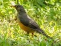 Olive Thrush - Karkloof--Benvie Farm, Kwazulu-Natal, ZA, Dec 12, 2024 Olive Thrush - Karkloof--Benvie Farm, Kwazulu-Natal, ZA, Dec 12, 2024
