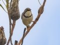 Bar-throated Apalis - Fairy Glen, Overstrand, Greater Hermanus ZA-Western Cape -34.33066, 18.99304, Western Cape, ZA on Tue Nov 26, 2024 Bar-throated Apalis - Fairy Glen, Overstrand, Greater Hermanus ZA-Western Cape -34.33066, 18.99304, Western Cape, ZA on Tue Nov 26, 2024